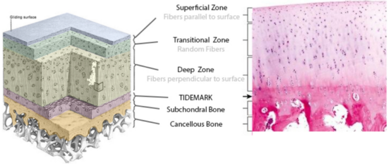 Gezieltes Krafttraining für Knie- und Hüftarthrose im NEXCORE Fitnessstudio Ennigerloh, ideal für Menschen aus Ennigerloh und Oelde.