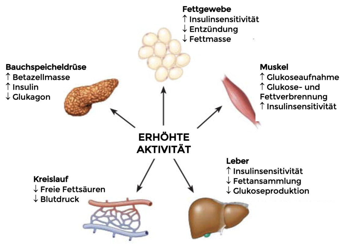 Physiotherapeutische Bewegungseinheit zur Verbesserung der Durchblutung und Stoffwechselgesundheit bei Diabetes.