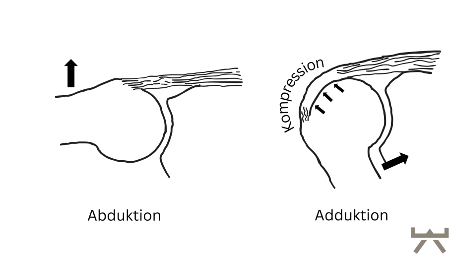 Person führt eine sichere Schulterübung zur Verbesserung der Gleitfähigkeit der Sehnen im NEXCORE Training Neubeckum durch.