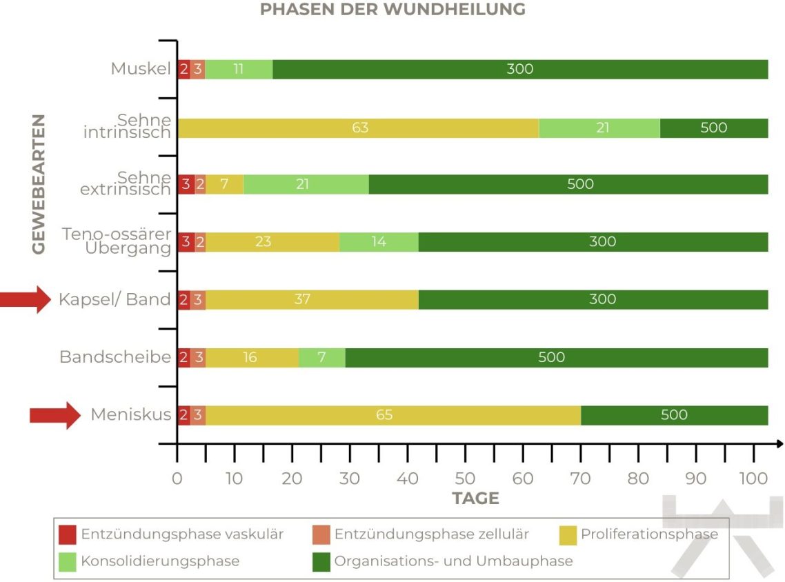 Rumpf- und Beintraining zur Unterstützung des Muskelaufbaus nach einem Muskelfaserriss für Mitglieder aus Beckum.