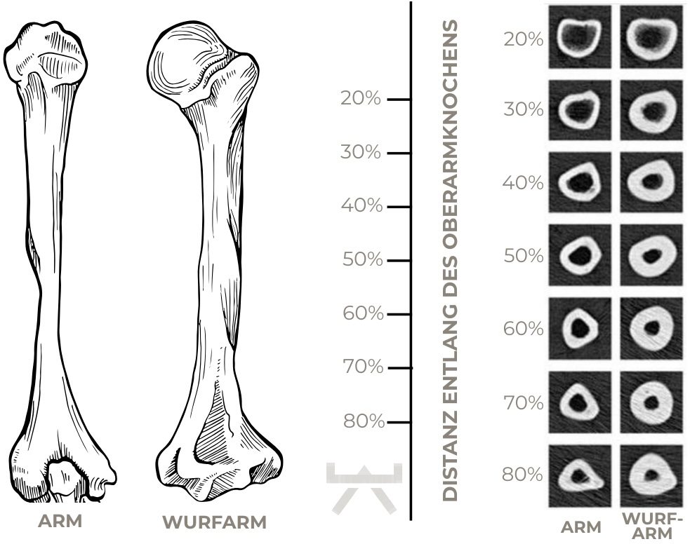Geführte Mobilisations- und Kraftübung zur Sicherung der Knochengesundheit, empfohlen für Menschen aus Vorhelm, Hoetmar und Westkirchen.