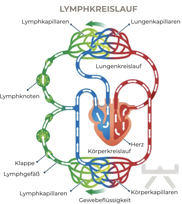 Schonende Aktivitätsübung zur Verbesserung der Lymphzirkulation für Menschen aus Ennigerloh und Beckum.